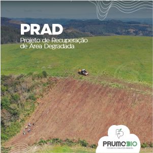 Plantas: imagem 1 de 10